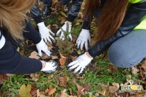 Peta terenska akcija sadnje drveća u Gradu Tuzla