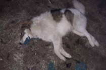Tko je odgovoran za brutalno ubijanje pasa u Gornjem Vakufu/Uskoplju?