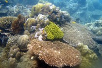 Propadanje korala petostruko veće nego 1980-ih