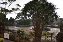 Auckland: Oluja ostavila hiljade domova bez električne energije
