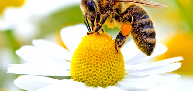EU zabranila upotrebu pesticida štetnih za pčele
