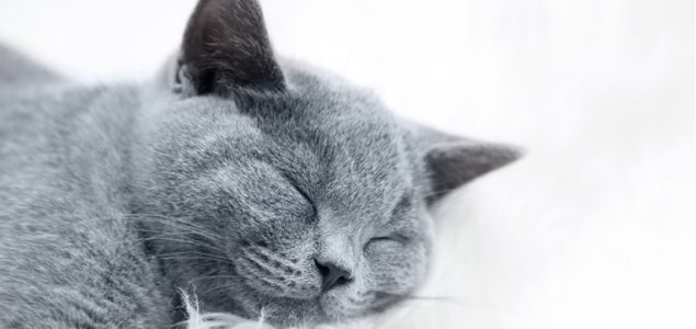 Saznajte 9 načina kako da vaša mačka u kući bude sretna