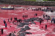 Više desetina kitova ubijeno u zalivu Farskih ostrva