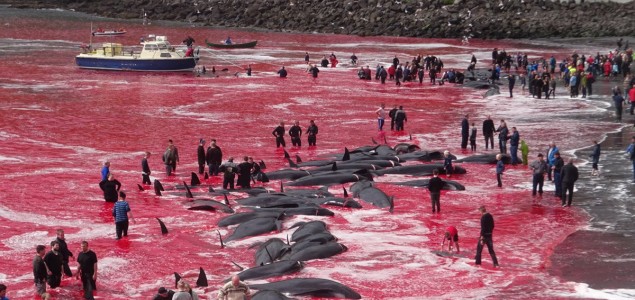 Više desetina kitova ubijeno u zalivu Farskih ostrva