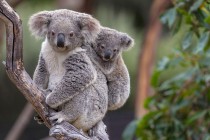 Koale bi u Australiji mogle izumrijeti do 2050.