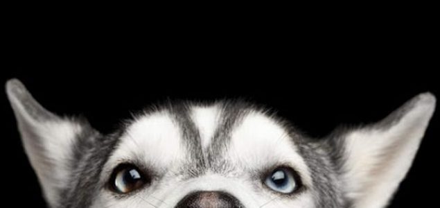 Zašto sibirski haski ima prodorno plave oči?