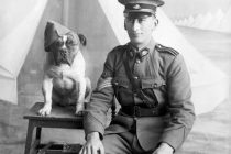 Heroji Prvog svetskog rata: Životinje koje su bile deo savezničke ratne mašinerije