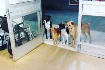 Beskućnika ispred bolnice čekala 4 psa o kojima se brine bolje nego o sebi