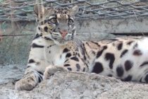 “Izumrli” leopard se pojavio nakon 30 godina