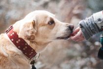 Psi mogu “nanjušiti” epileptični napad kod ljudi prije nego što se dogodi