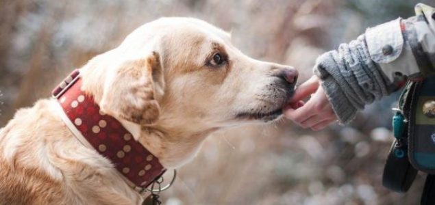 Psi mogu “nanjušiti” epileptični napad kod ljudi prije nego što se dogodi