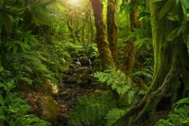 Svet u 2018. godini ostao bez 12 miliona hektara tropskih šuma