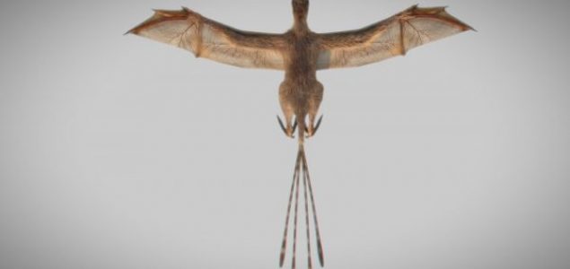 U Kini otkrivena nova vrsta letećih dinosaura