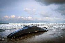 Na obali Sicilije pronađen kit pun plastike