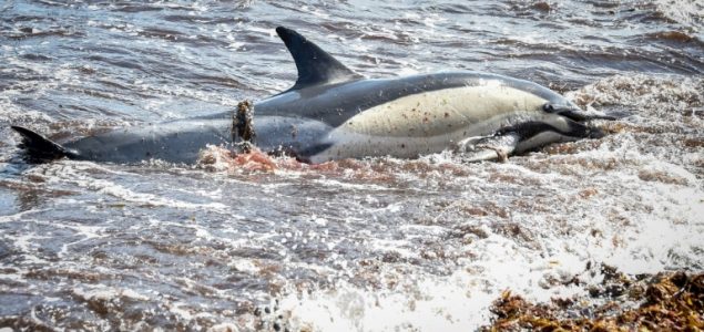 Na stotine delfina umire u Meksičkom zaljevu