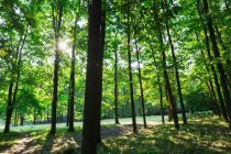 Naučnici tvrde: Sadnja trilion stabala je najbolji način za borbu protiv klimatskih promena