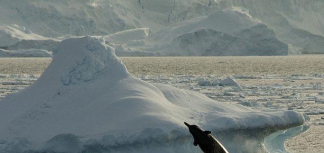 Pesma kitova otkrila jednu od tajni Antarktika
