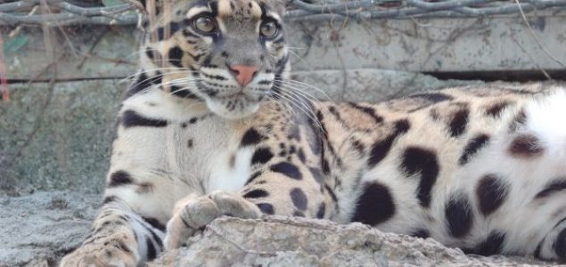 Lepe vesti: “Izumrli” leopard se pojavio nakon 30 godina