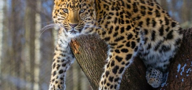 Povratak najređe mačke na svetu: Populacija sibirskog leoparda se utrostručila