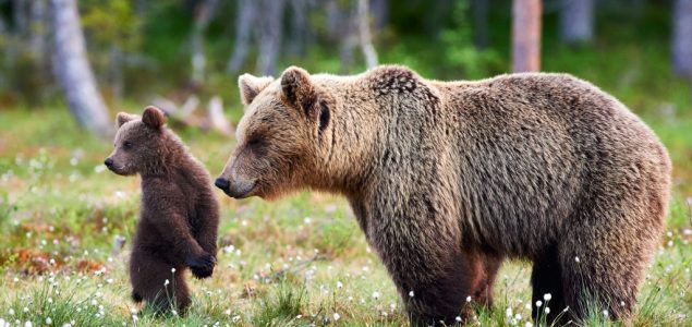 Lepe vesti: Mrki medved se vratio na Staru planinu
