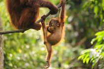WWF upozorava: Proizvodnja palminog ulja uništava orangutane