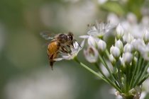 Loše vesti iz Severne Karoline: Naučnici otkrili kako pčele reaguju na visoke temperature