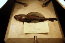 Naučnici otkrili sićušnog morskog psa koji svetli u mraku