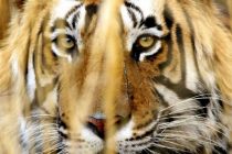 Populacija tigrova u Indiji povećala se za više od 30 posto