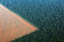 Ugrožena amazonska prašuma u politici desničara Bolsonara