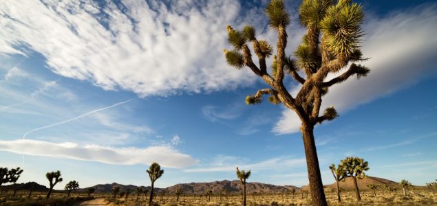 Naučnici upozoravaju: Džošua drveće bi moglo da nestane do 2070. godine