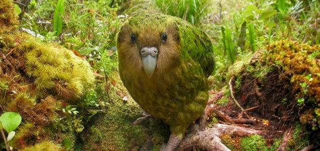 Novi Zeland: Pticama bi trebalo 50 miliona godina da se oporave od ljudskog uticaja