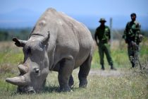 Spas za ugroženu vrstu: Veterinari uspeli da izvade jajašca iz ženki severnog belog nosoroga