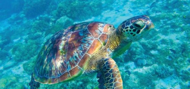 Zelena morska kornjača guta plastične vrećice jer je podsjećaju na morsku travu