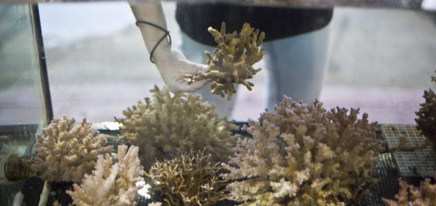 Veliki uspeh naučnika: Uspešno podstaknuto razmožavanje ugrožene vrste korala