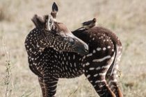 Upoznajte Tiru – prvu tačkastu zebru rezervata u Keniji