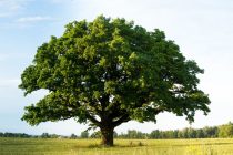 Polovini vrsta drveća u Evropi preti nestajanje