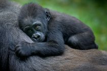 Gorile stvaraju veze slično ljudima, imaju proširenu porodicu i prijatelje