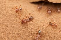 Brži od Jusein Bolta: Upoznajte mrava koji juri 85 centimetara u sekundi