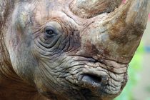 Najstariji nemački nosorog proslavio 50. rođendan: Uprkos godinama, Natala odlično izgleda