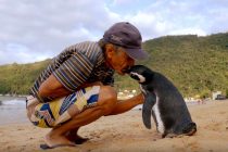 Dirljiva priča o odanosti i prijateljstvu: Pingvin svake godine prepliva 8.000 kilometara da bi posetio spasioca