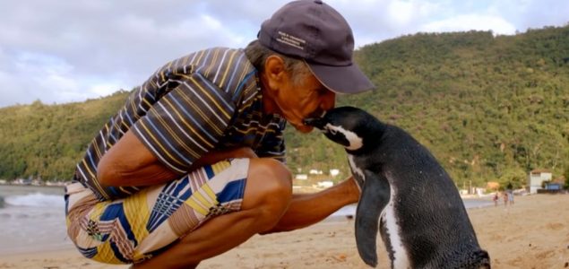 Dirljiva priča o odanosti i prijateljstvu: Pingvin svake godine prepliva 8.000 kilometara da bi posetio spasioca