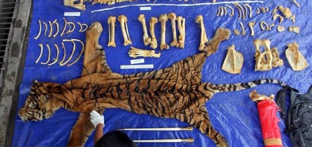 Izvještaj: Za 19 godina ubijeno više od 2.300 tigrova