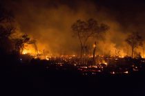 Više od 2 miliona životinja stradalo je u požarima koji su besneli šumama Bolivije