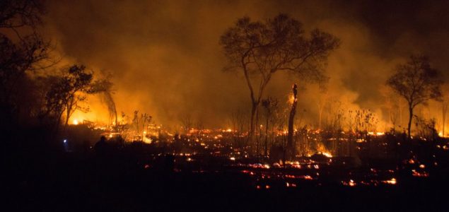 Više od 2 miliona životinja stradalo je u požarima koji su besneli šumama Bolivije