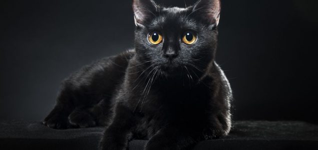 Najveće žrtve predrasuda: 5 zanimljivosti o crnim mačkama