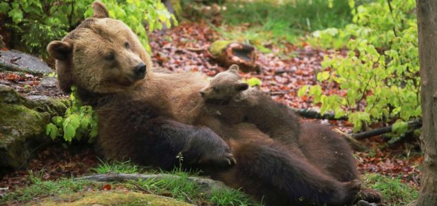 Predlog koji je podelio građane i političare: Rumunski senatori žele ozakonjenje lova na mrke medvede