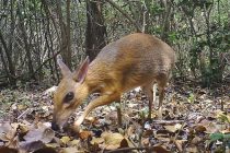 Nije ni jelen, ni miš: Retka vrsta sisara viđena nakon 30 godina