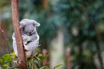 Koale ugrožene zbog nestanka staništa: U Australiji izgorelo 2.000 hektara šuma
