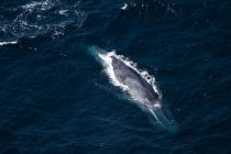 Prvi put izmereni otkucaji srca plavog kita dok zaranja u potrazi za hranom