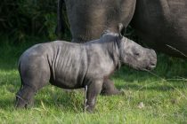 Belgijski zoo vrt “bogatiji” za još jednog člana: Rođeno mladunče belog nosoroga